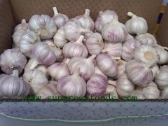 Fresh Normal Garlic 1